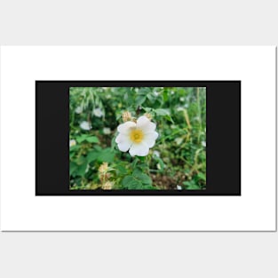 White flower Posters and Art